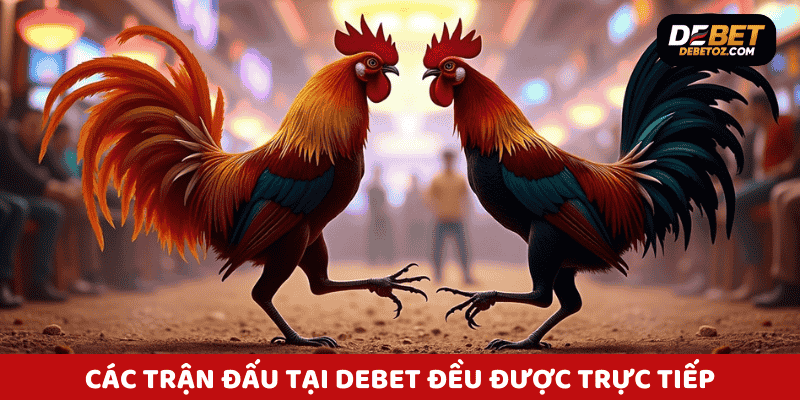 Đá gà trực tiếp Debet – phát sóng chuẩn HD từ trường gà Philippines